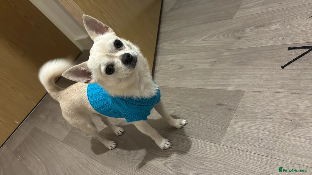 Chihuahua dogs for stud: 3 year old short haired Chi for stud (proven) in Bridgend - Advert 2