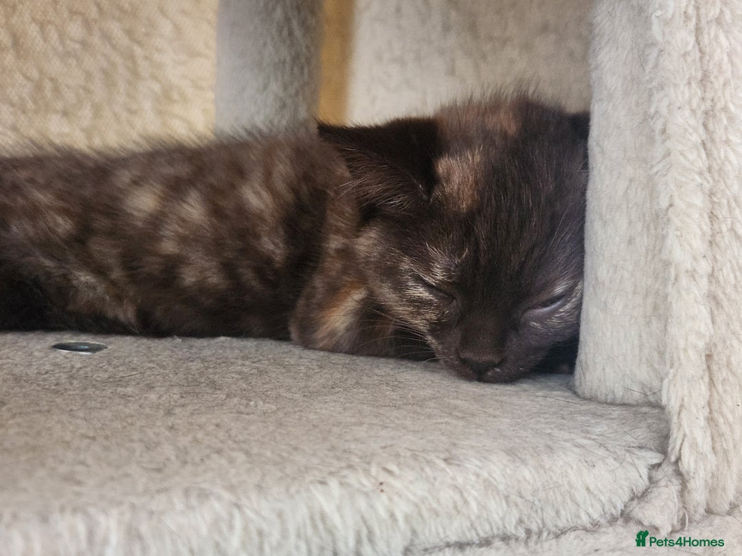 Havana Brown cats for sale: Rare Havana Brown's kittens - Image 3