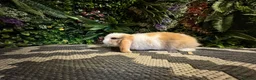 Mini Lop rabbits for sale: 🐰Pure breed mini lops ready to go 🐰 - Advert 3