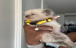 Ragdoll cats for sale:  Gorgeous fluffy chocolate ragdoll kittens🐾🥹 - Image 4