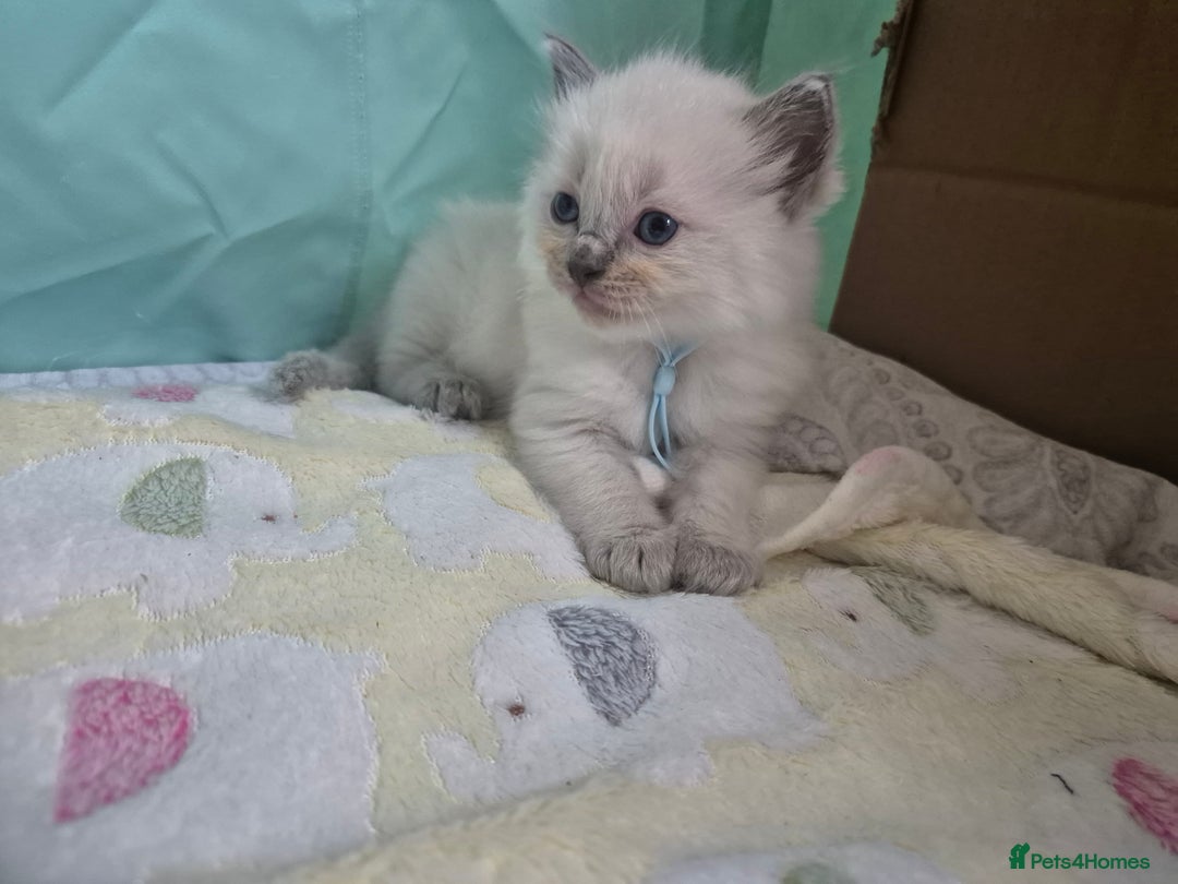 Ragdoll cats for sale: Beautiful Ragdoll Kittens, GCCF & Tica Registered - Image 34
