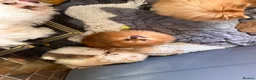 Pomapoo dogs for sale: Teddy bear pompoos - Advert 4