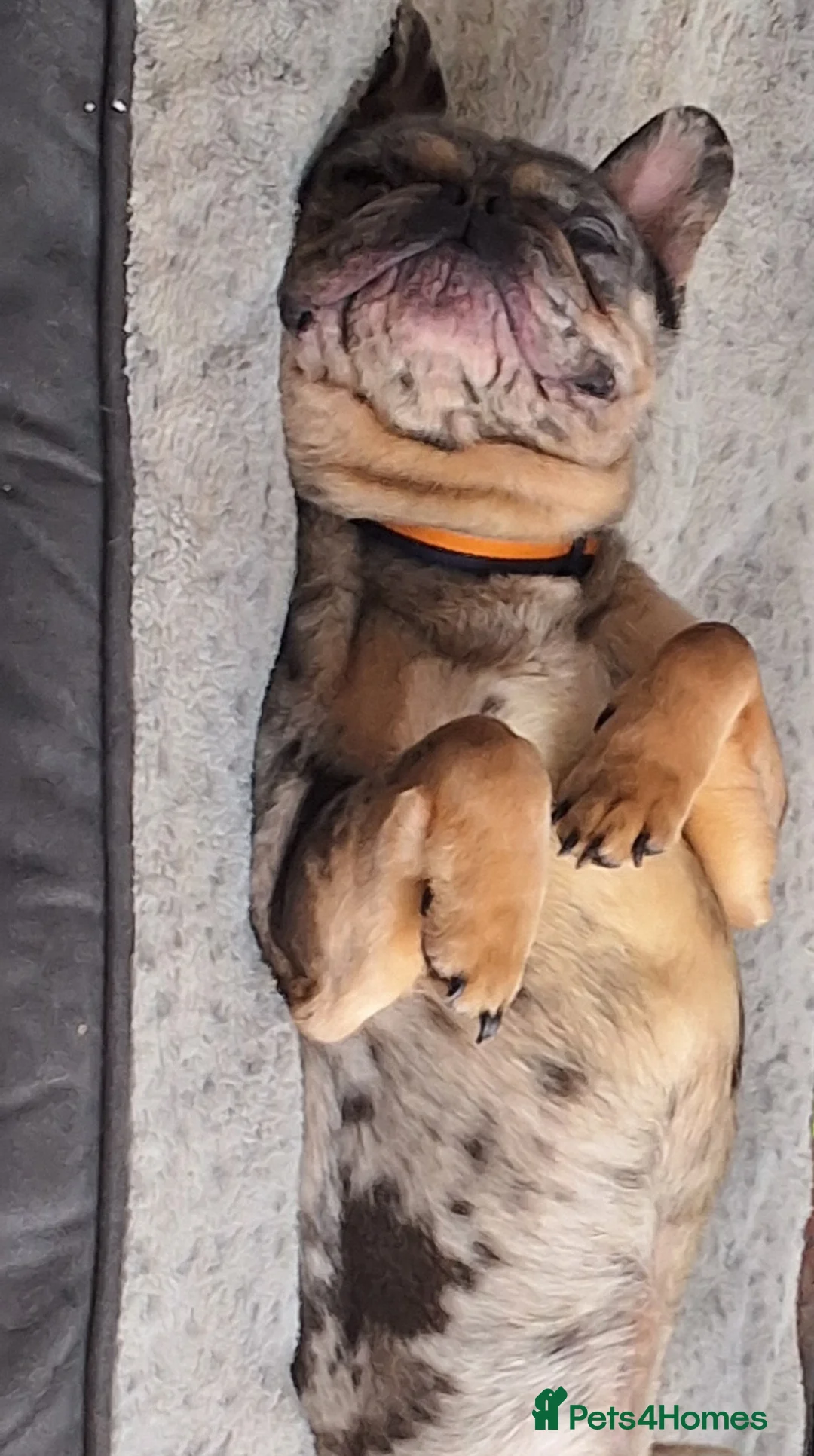 French Bulldog dogs for sale: French Bulldog Merle - Advert 2