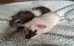 Guinea Pig rodents for sale: Two boars ready for rehoming - Image 3