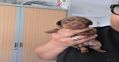 Miniature Dachshund dogs Gorgeous smooth hair litter - Advert 3