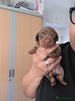 Miniature Dachshund dogs Gorgeous smooth hair litter - Advert 1