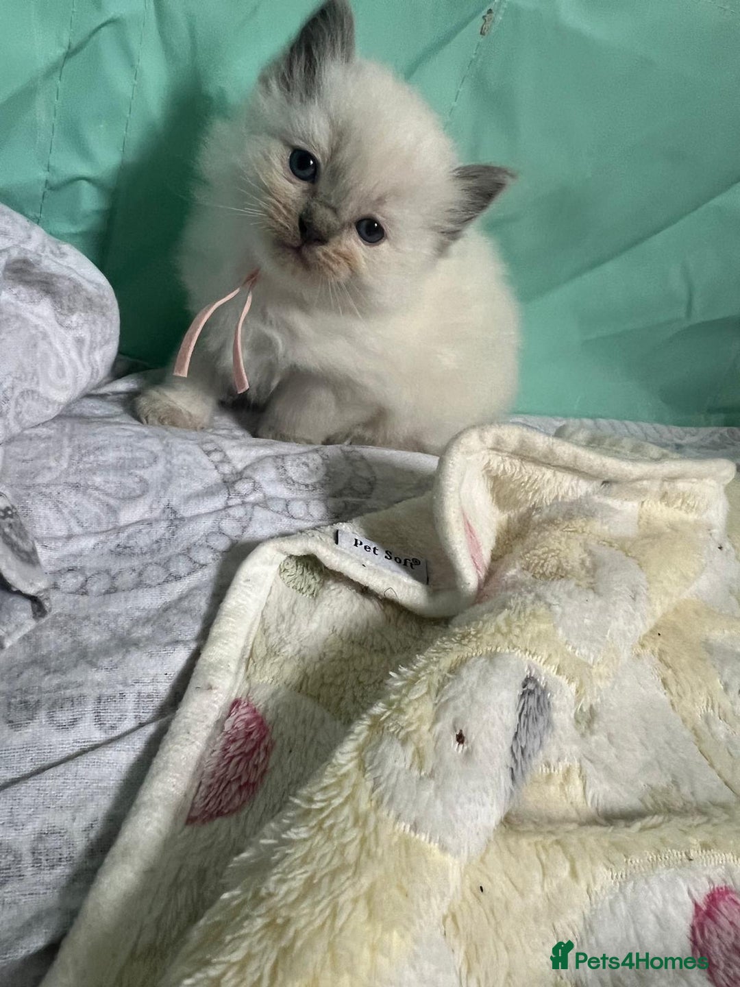 Ragdoll cats for sale: Beautiful Ragdoll Kittens, GCCF & Tica Registered - Image 28