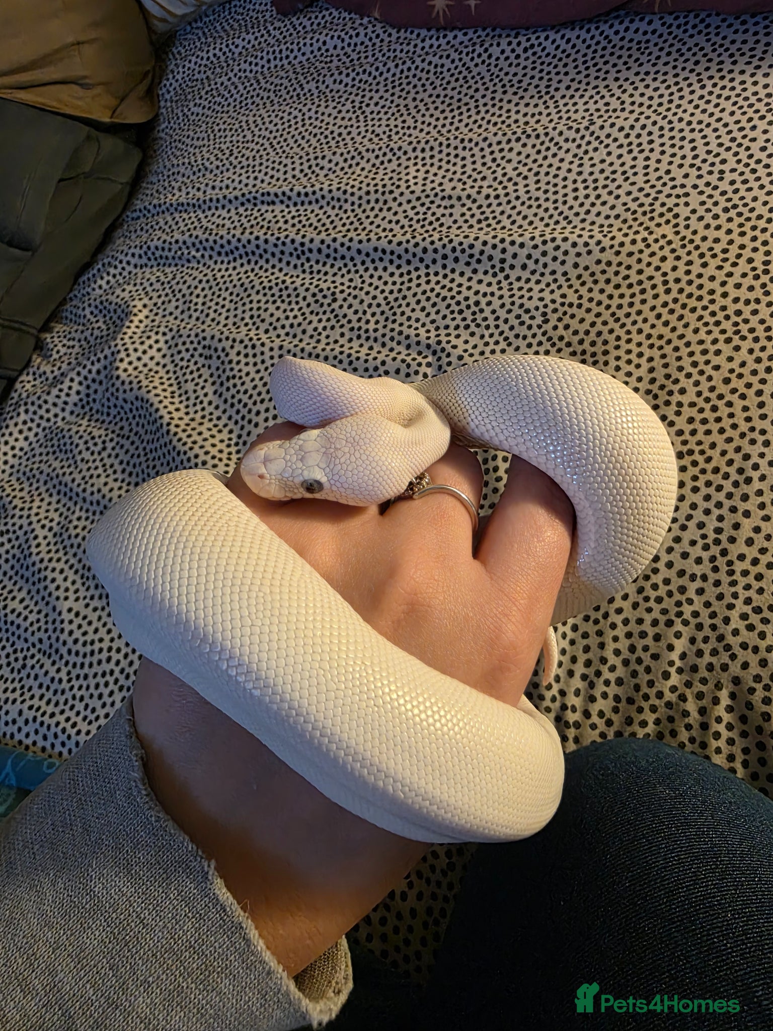 Python Snake reptiles Blue eyed lucistic royal python and vivarium  - Advert 1