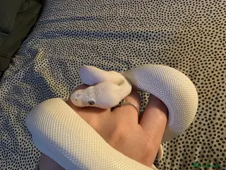 Python Snake reptiles Blue eyed lucistic royal python and vivarium - Advert 4