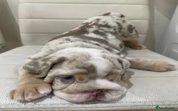 English Bulldog dogs for sale: English bull dog  - Image 2