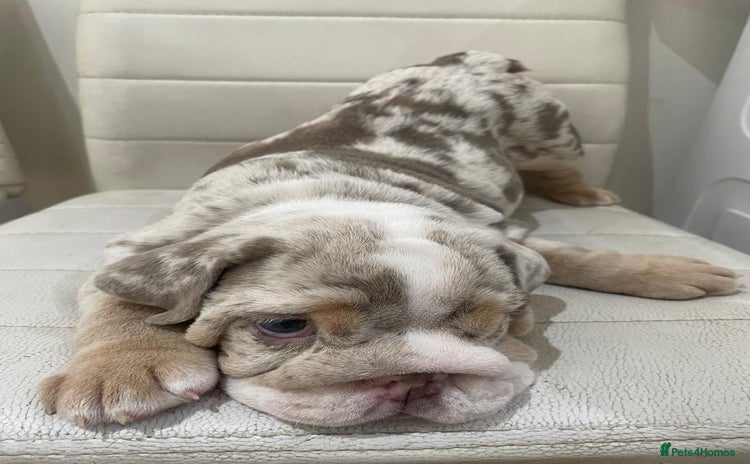 English Bulldog dogs - Advert 9