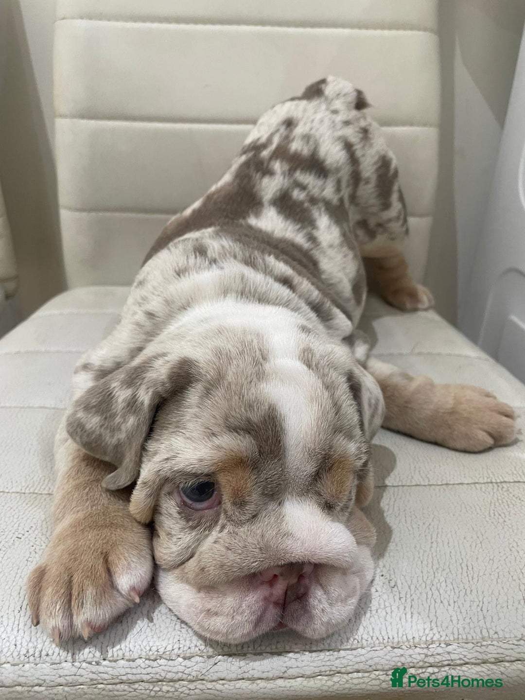 English Bulldog dogs for sale: English bull dog  - Image 2