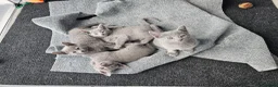 Russian Blue cats for sale: GCCF Registered Russian Blue Kittens in Tredegar - Advert 14