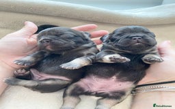 French Bulldog dogs for sale: Beautiful litter off French bulldog puppies  - Image 1