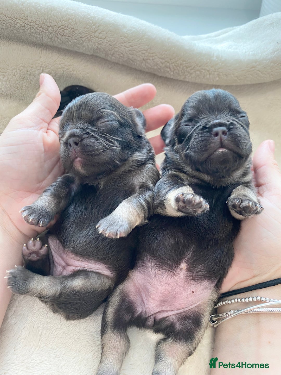 French Bulldog dogs for sale: Beautiful litter off French bulldog puppies  - Image 1