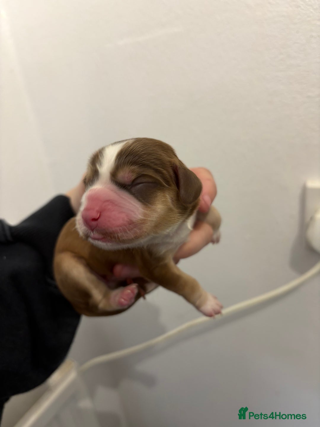 Cocker Spaniel dogs for sale: Cocker spaniel puppies - AVAILABLE 01/01/26  - Image 6