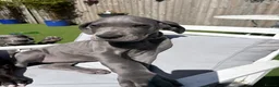 Great Dane dogs for sale: Blue & Black KC registered Great Dane Pups - Advert 3