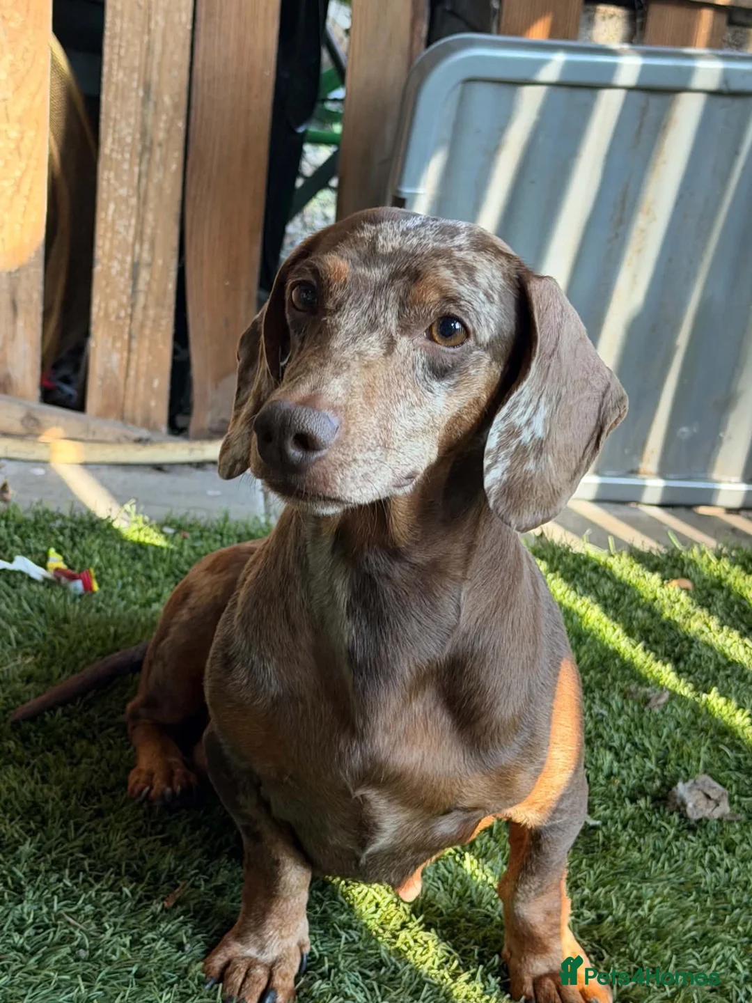 Dachshund dogs for sale: Bluey is a silver dapple  - Advert 2