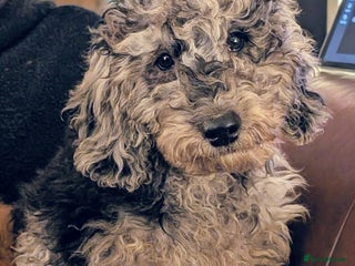 Australian Labradoodle dogs See me Live on YouTube Australian Labradoodles - Advert 7