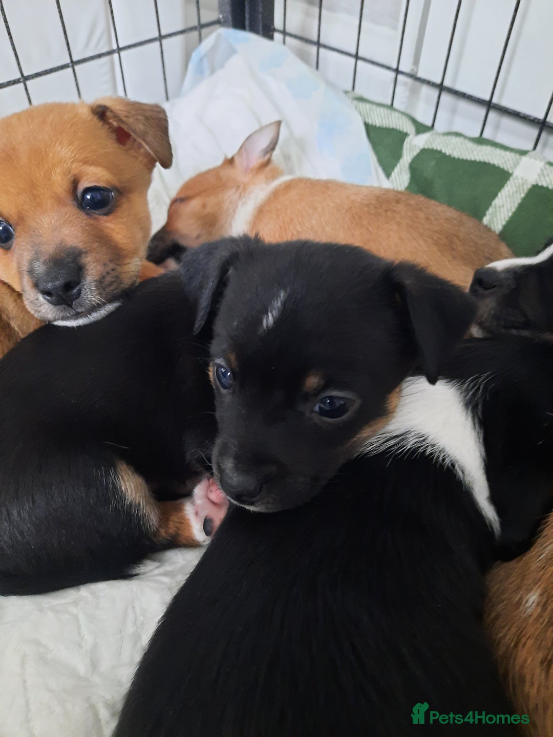 Jack Russell dogs for sale: Mini jack russells  - Image 15