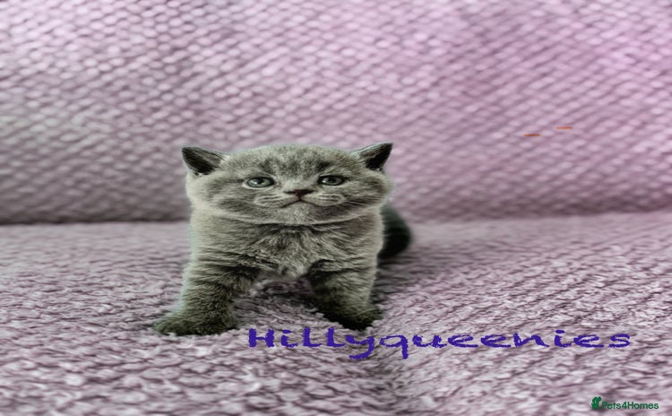 British Shorthair cats - Advert 1