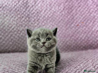 British Shorthair cats - Advert 26