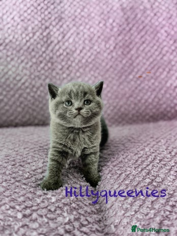 British Shorthair cats - Advert 10