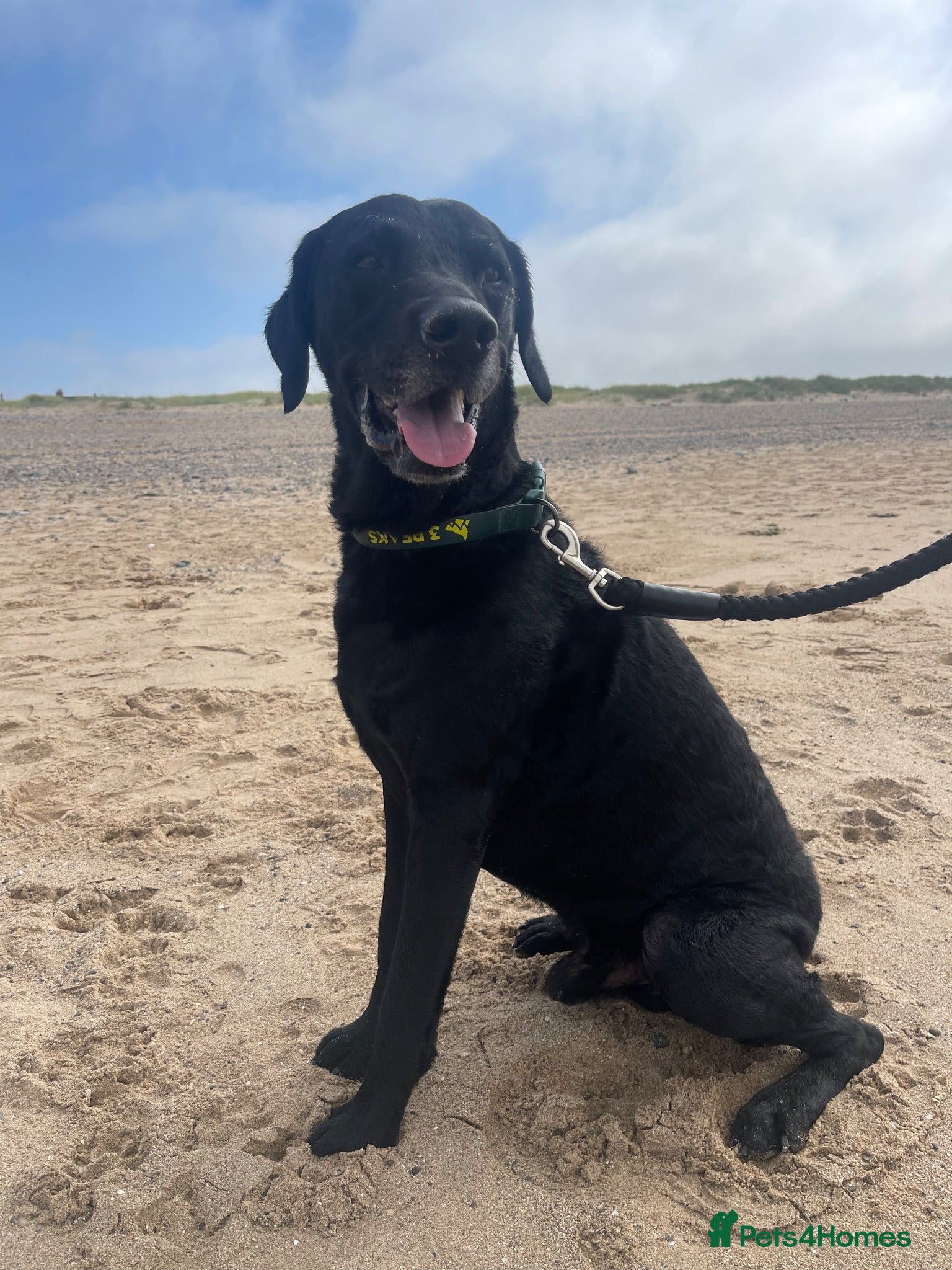 Mixed Breed dogs Black curly coated Labrador - Advert 1