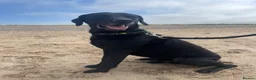 Mixed Breed dogs for sale: Black curly coated Labrador in Fleetwood - Advert 1