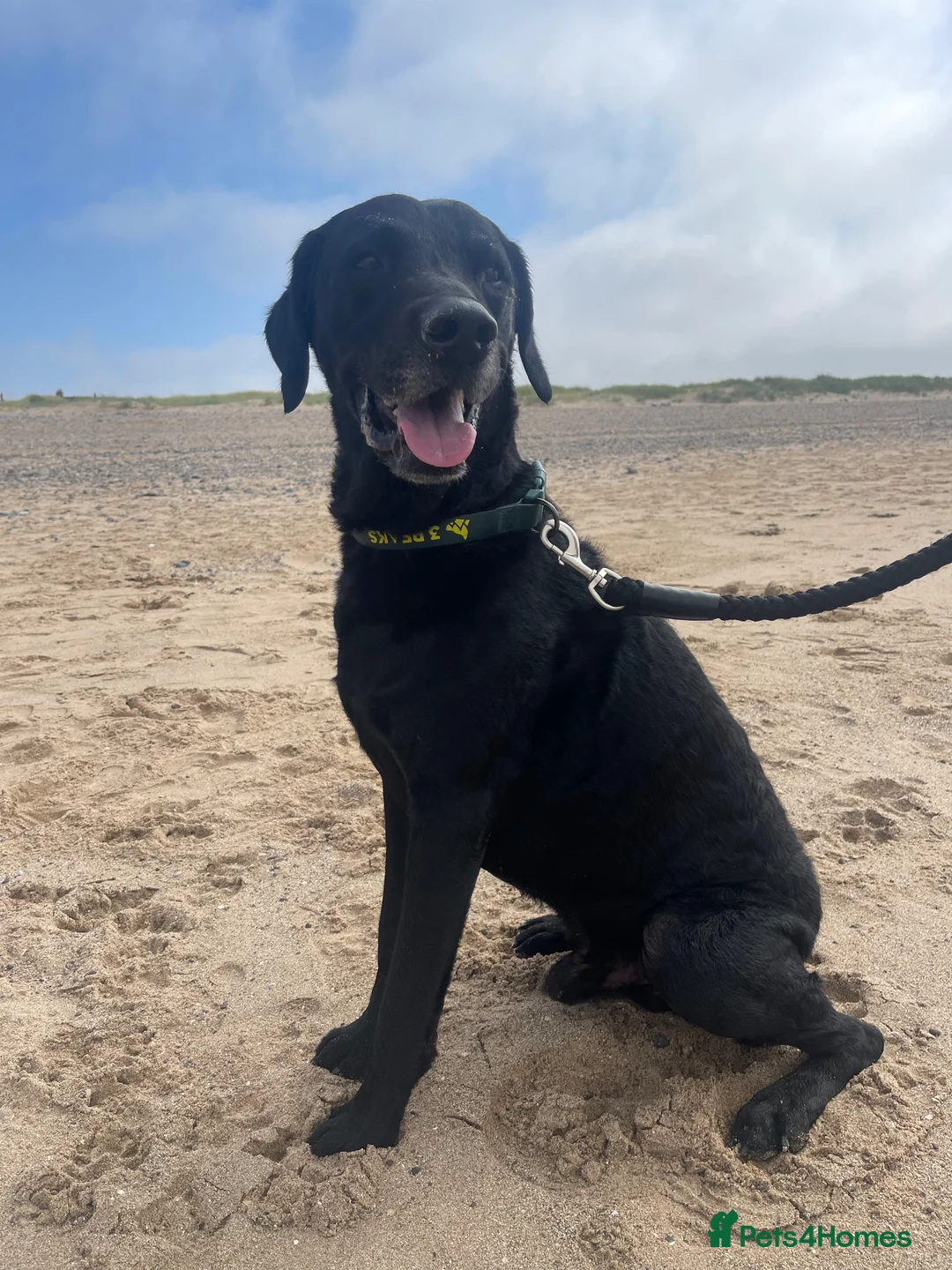Mixed Breed dogs for sale: Black curly coated Labrador in Fleetwood - Advert 1