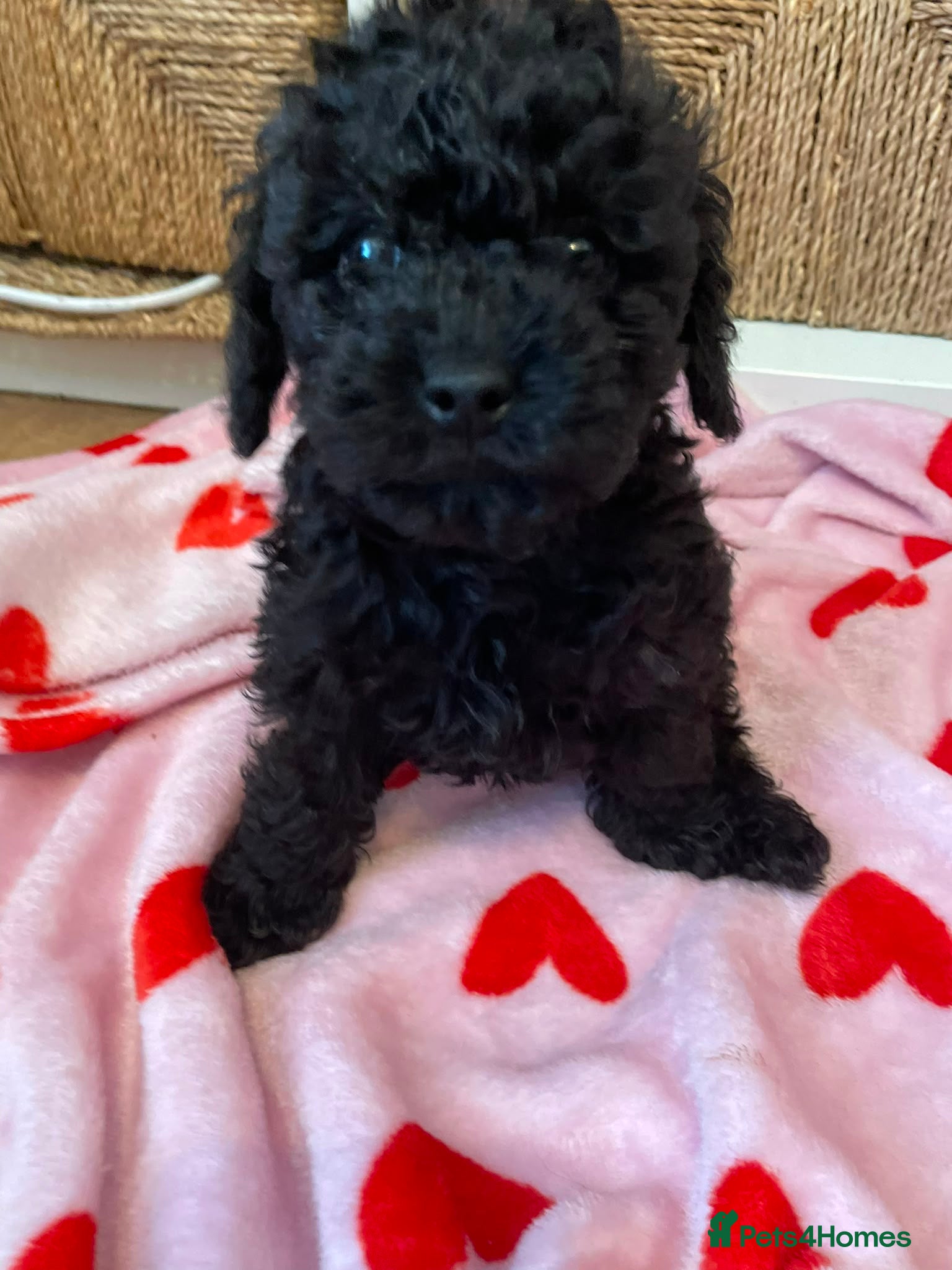 Toy Poodle dogs 🏡1 left 🩷 Ready to leave 🏡 - Advert 3
