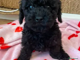 Toy Poodle dogs 🏡1 left 🩷 Ready to leave 🏡 - Advert 3