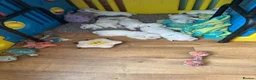 West Highland Terrier dogs for sale: West highland terriers - Advert 9