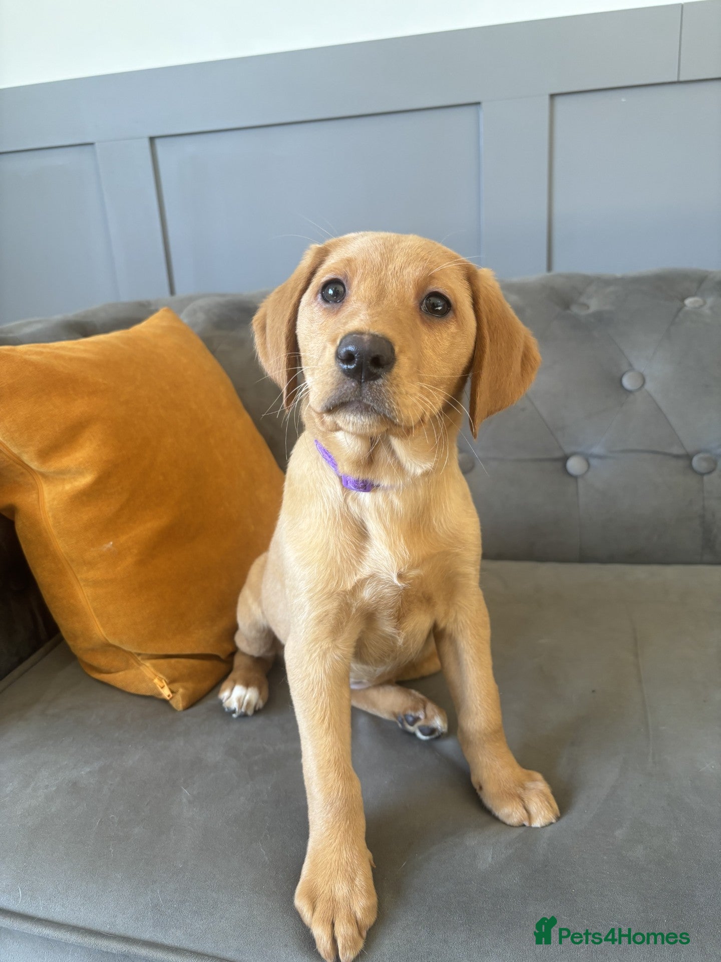 Labrador Retriever dogs Trained Labradors Available  - Advert 4