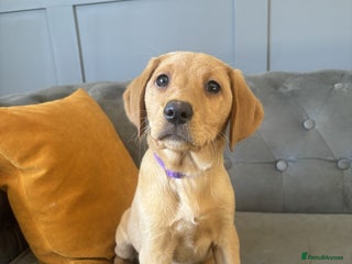 Labrador Retriever dogs Trained Labradors Available - Advert 4