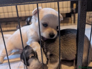 Chihuahua dogs - Advert 23