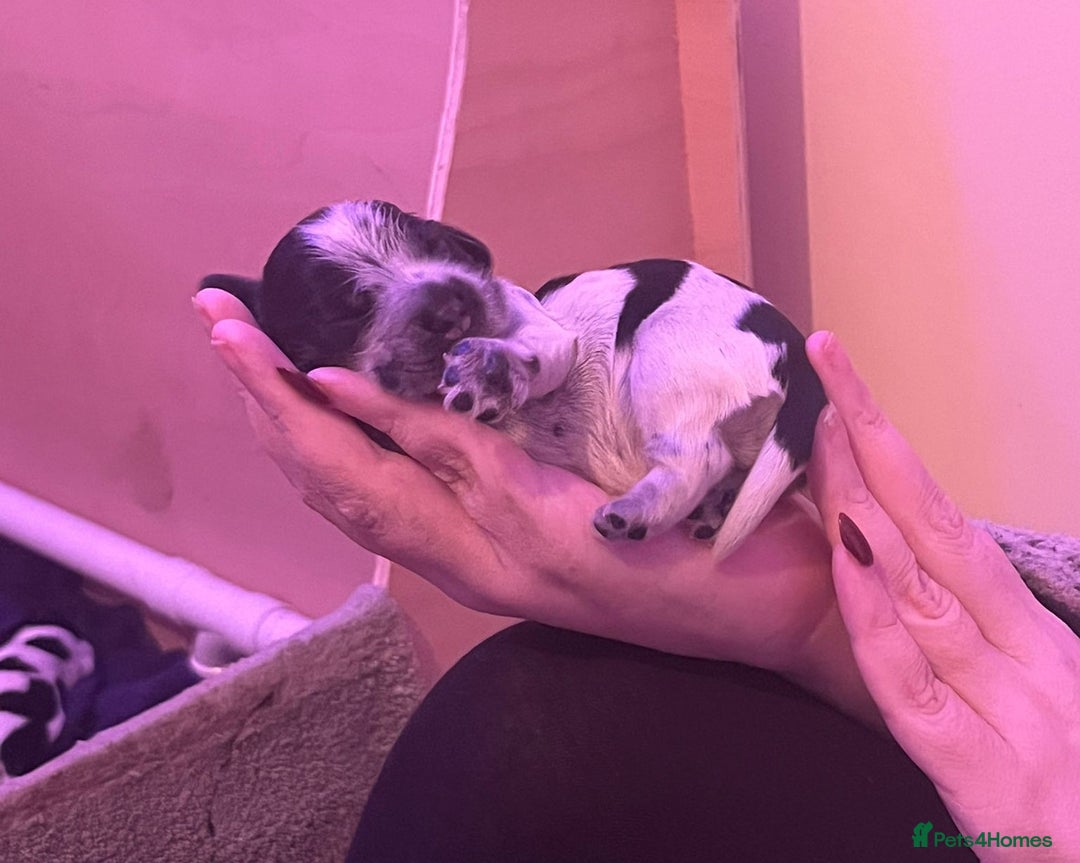 Cocker Spaniel dogs for sale: KC Registered Cocker Spaniels - Blue Roan - Image 4