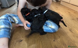 Mixed Breed dogs for sale: Miniature Schnauzer X Cockapoo - Image 12