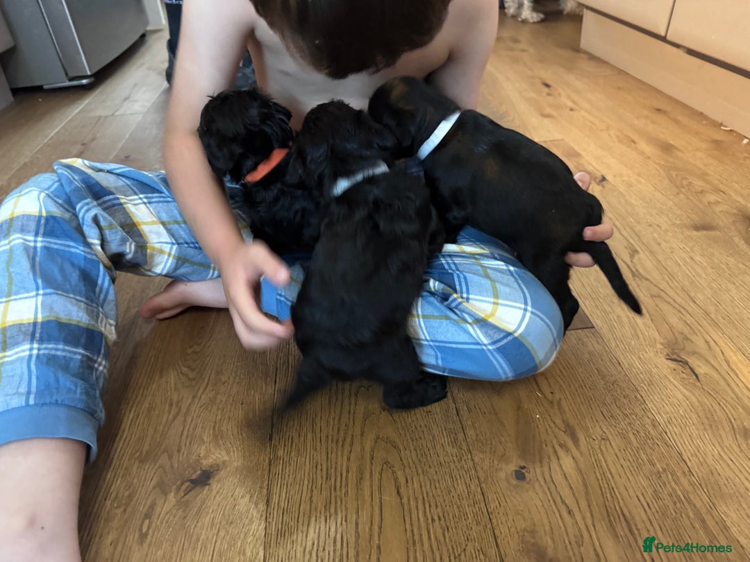 Mixed Breed dogs for sale: Miniature Schnauzer X Cockapoo - Image 12