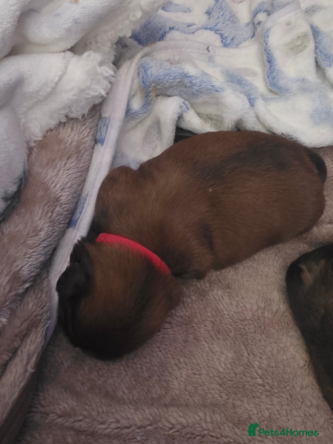 Shih Tzu dogs for sale: Shizu Tzu puppies - Advert 14