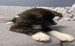 Japanese Akita Inu dogs for sale: Japonese Akita Inu - Advert 8