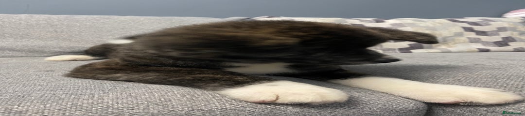 Japanese Akita Inu Puppy 1