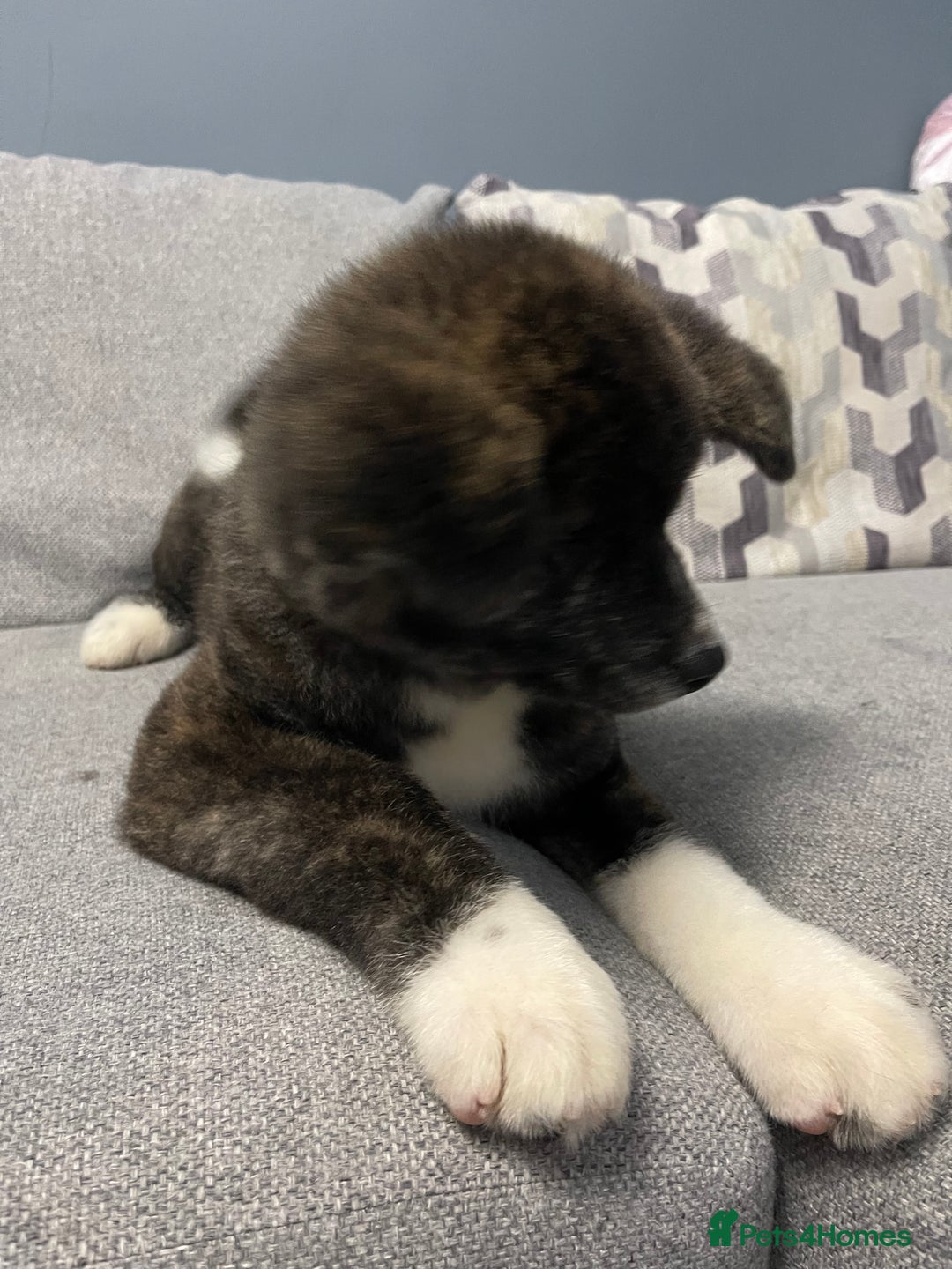 Japanese Akita Inu dogs for sale: Japonese Akita Inu - Advert 8