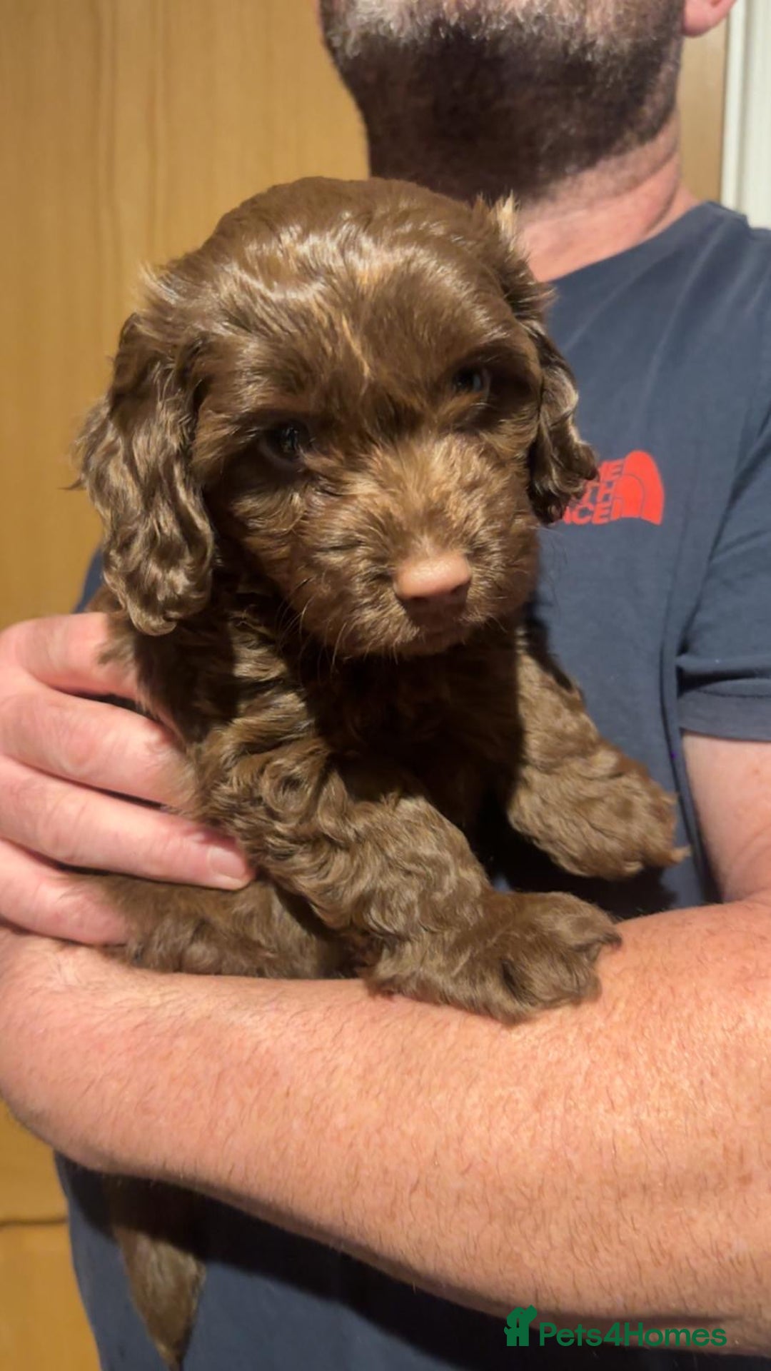 Cockapoo dogs for sale: 2 boys available  - Advert 2