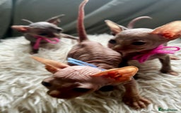 Sphynx cats for sale: Sphynx kittens - Image 15