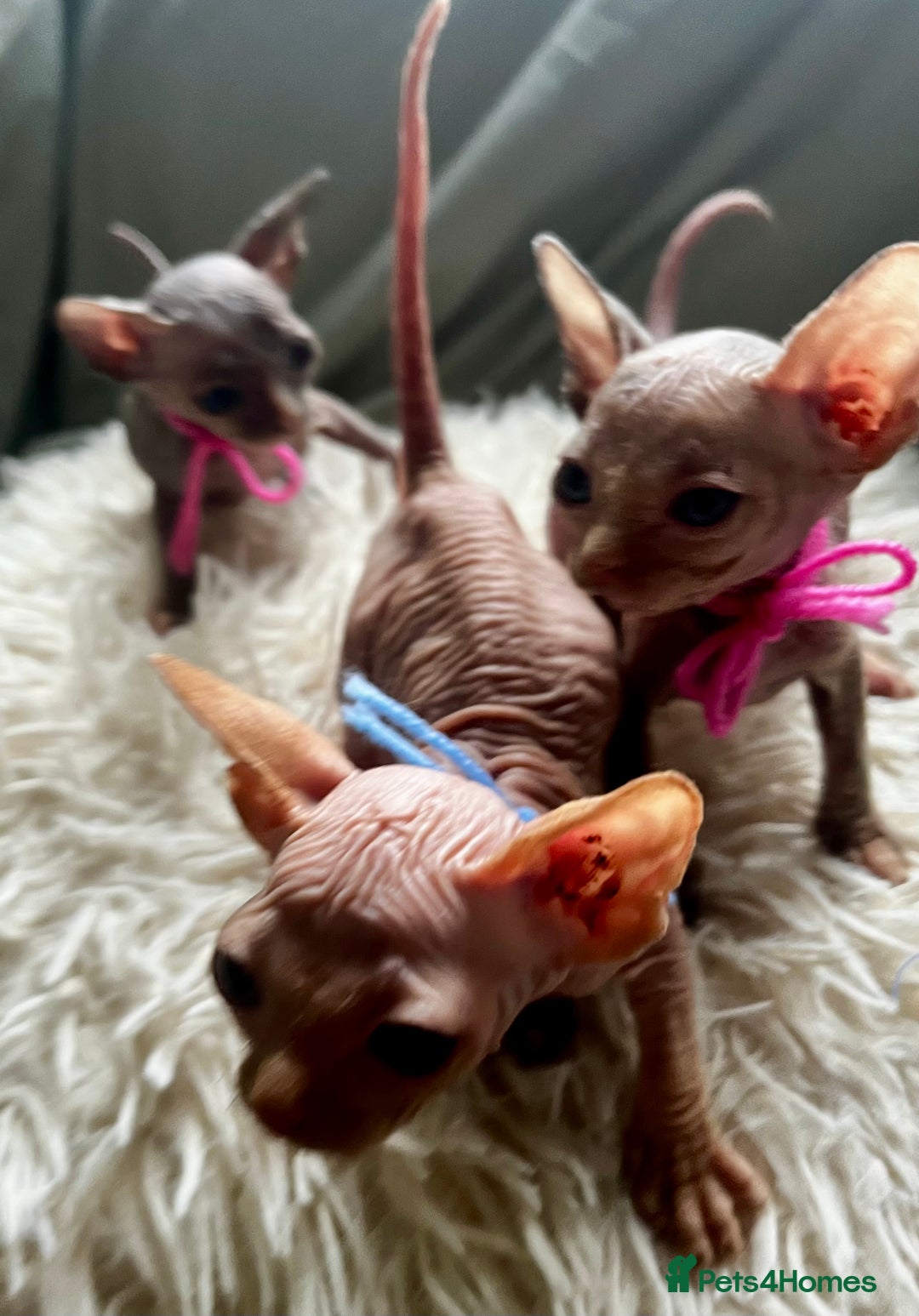 Sphynx cats for sale: Sphynx kittens - Image 15