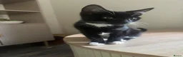 Mixed Breed cats for sale: Black and white and grey and white kitten  - Advert 12