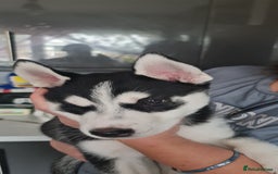 Siberian Husky dogs for sale: Siberian Husky for sale - Image 4