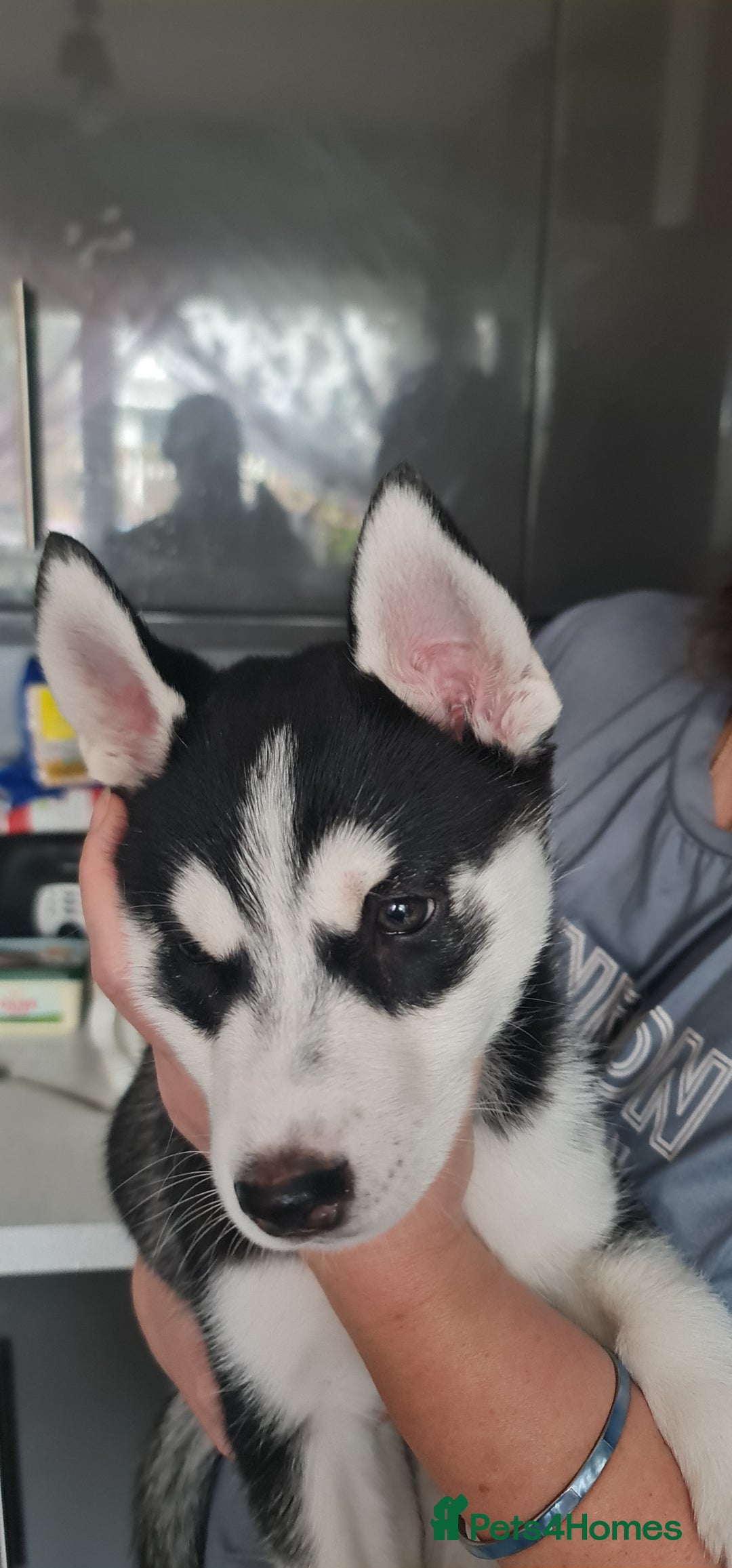 Siberian Husky dogs for sale: Siberian Husky for sale - Image 4