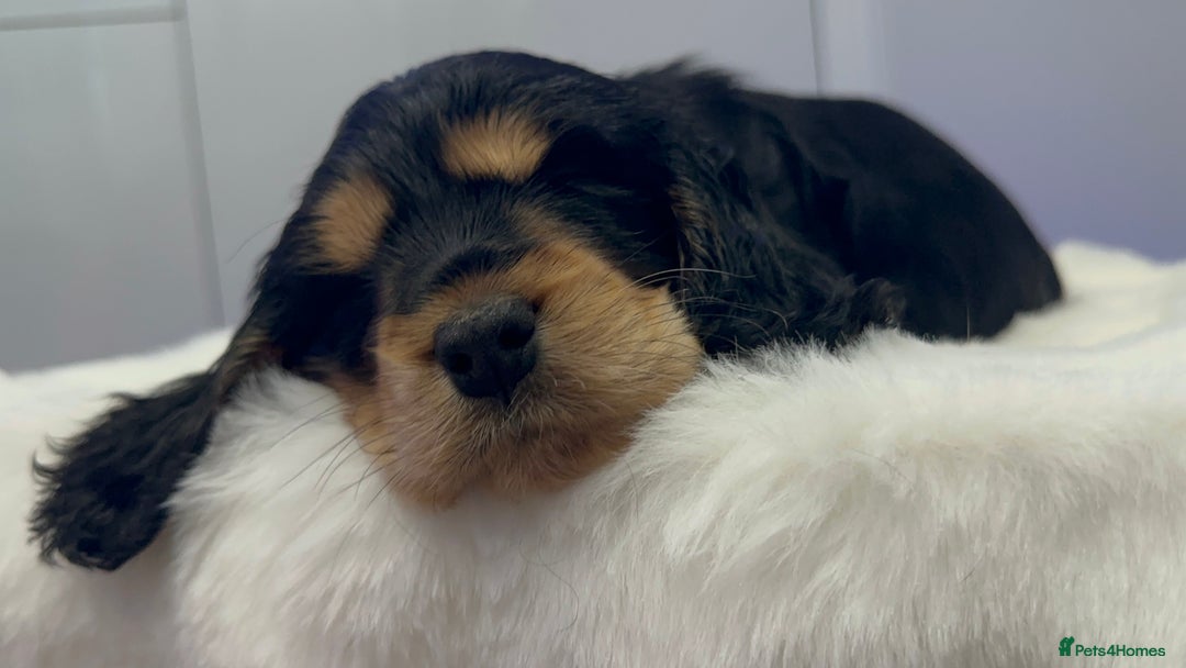 Cocker Spaniel dogs for sale: GORGEOUS, CH LINE, HEALTH TESTED SHOW COCKERS 💕 - Advert 18